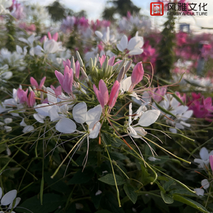 国产av自拍网址
